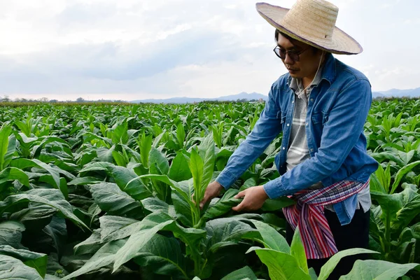 Asiatischer Gartenbaugenetiker Arbeitet Auf Lokaler Tabakfarm Daten Über Pflanzung Sortenentwicklung — Stockfoto
