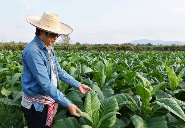 Азиатский Генетик Садоводства Работает Местной Табачной Ферме Хранения Данных Посевах — стоковое фото