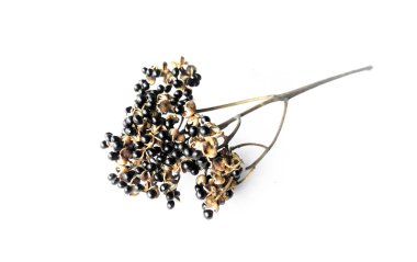 Beyaz arka planda kuru Zanthoxylum limonella Alston tohumları, Asya otları konsepti.