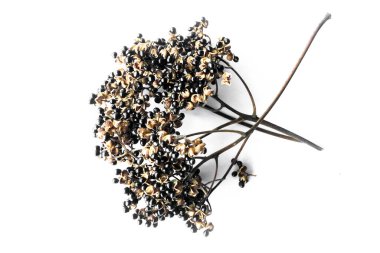 Beyaz arka planda kuru Zanthoxylum limonella Alston tohumları, Asya otları konsepti.