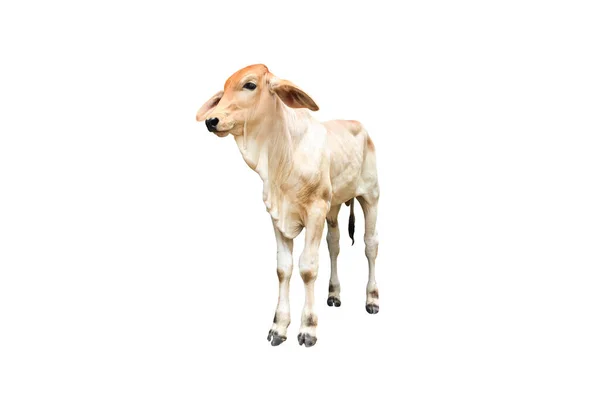 Vaca Brahman Bastardo Aislada Con Caminos Ganso — Foto de Stock
