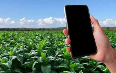 Bulanık yerel tütün çiftliği geçmişiyle el ele tutuşan boş ekran cep telefonu. Günlük hayatta teknolojiyi her yerde kullanma kavramı.