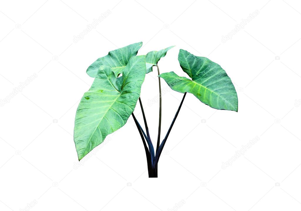 Isolated tropical black magic elephant ear plant with clipping paths.