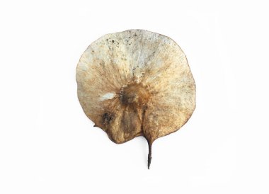 Kesme yolları olan izole edilmiş pterocarpus indicus tohumu.