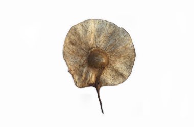 Kesme yolları olan izole edilmiş pterocarpus indicus tohumu.