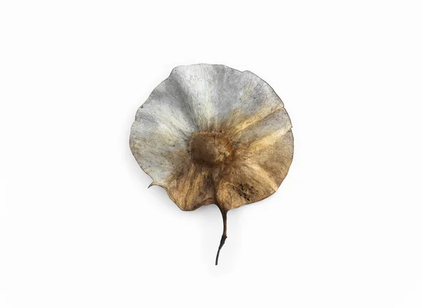 Изолированное Семя Птерокарпуса Вырезанием — стоковое фото