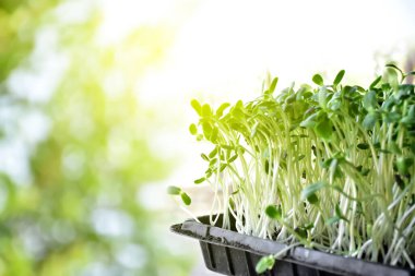 Ayçiçeği, dairenin balkonunun yanındaki siyah plastik tepside filizlenir. Yumuşak ve seçici bir odak noktası vardır..