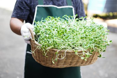 Önlük takan Asyalı orta yaşlı adam elinde bir sepet ayçiçeği filizi tutuyor. Yumuşak ve seçici odak noktası ay çiçeği filizi..     