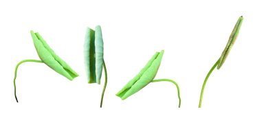 İzole edilmiş su nilüferleri ya da kesme yolları olan nilüfer yaprakları..