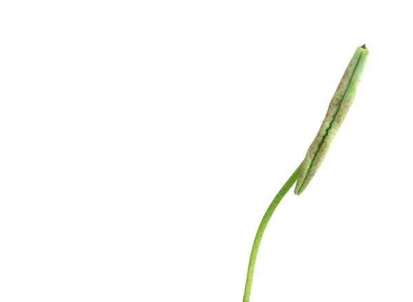 Απομονωμένα Νεαρά Νούφαρα Γλάστρα Φύλλα Λωτού Μονοπάτια Αποκοπής — Φωτογραφία Αρχείου