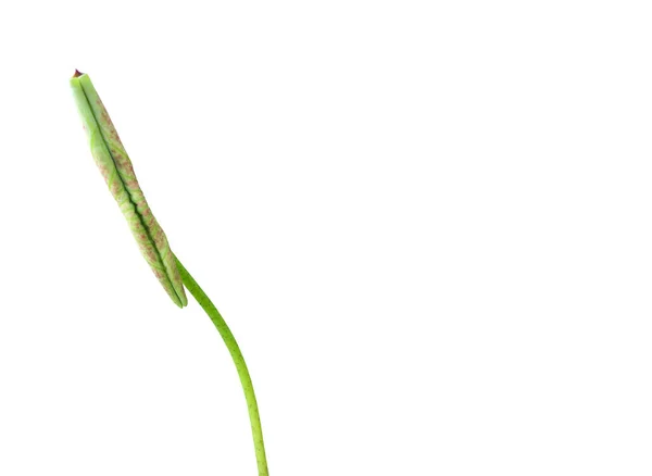 Isolerade Krukväxter Unga Näckrosor Eller Lotusblad Med Klippvägar — Stockfoto