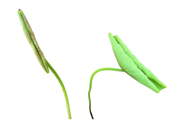 Vereinzelt Eingetopfte Junge Seerosen Oder Lotusblätter Mit Schnittpfaden — Stockfoto