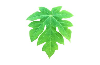 İzole edilmiş yeşil papaya yaprağı kesme yolları ile.