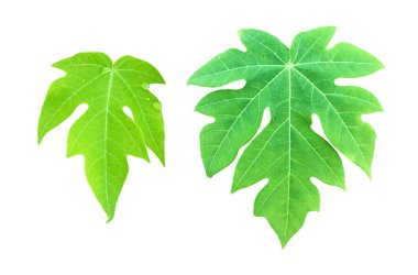 Kesme yolları olan izole edilmiş papaya yaprakları..