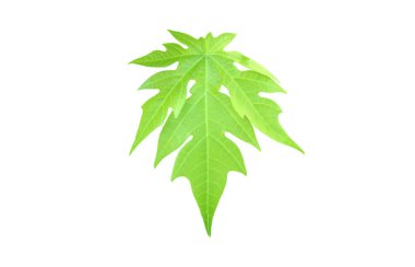 İzole edilmiş yeşil papaya yaprağı kesme yolları ile.