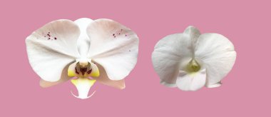 Kesme yolları olan izole beyaz vanda orkidesi çiçeği.