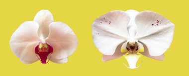 Kesme yolları olan izole beyaz vanda orkidesi çiçeği.