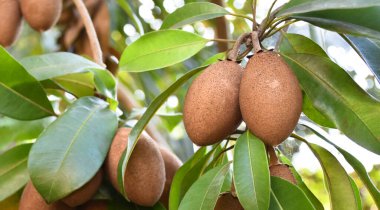 Bir grup sapodilla doğal olarak Asyalıların arka bahçesine ekildi..