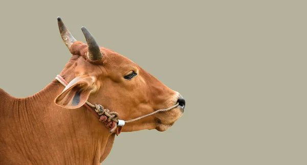 Isolierte Asiatische Rote Männliche Kuh Die Wege Schneidet — Stockfoto