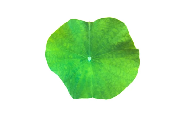 Isolated Waterlily Lotus Leaf Clipping Paths — Stock Photo, Image