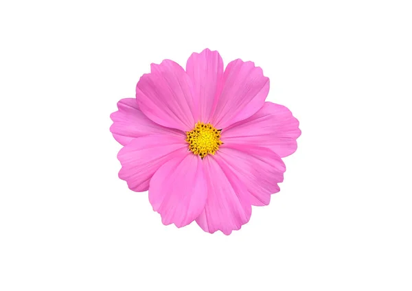 Изолированный Розовый Цветок Космоса Белом Фоне Обрезкой Путей — стоковое фото