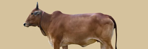 Isolado Asiático Vermelho Masculino Vaca Recorte Caminhos — Fotografia de Stock