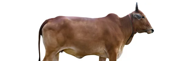 Απομονωμένη Ασιατική Κόκκινη Αρσενική Αγελάδα Μονοπάτια Αποκοπής — Φωτογραφία Αρχείου