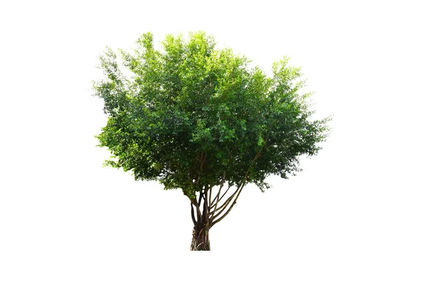 Isolierter Mimusops Elengi Spanischer Kirschbaum Mispel Oder Kugelholzbaum Auf Weißem — Stockfoto