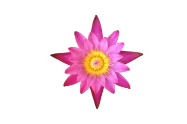 İzole edilmiş pembe nilüfer çiçeği ya da kırpma yolları olan nilüfer çiçeği.