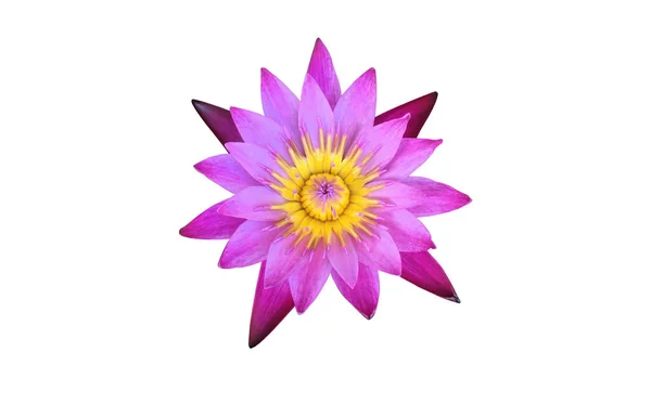 Isolated Pink Waterlily Flower Clipping Paths — Fotografia de Stock