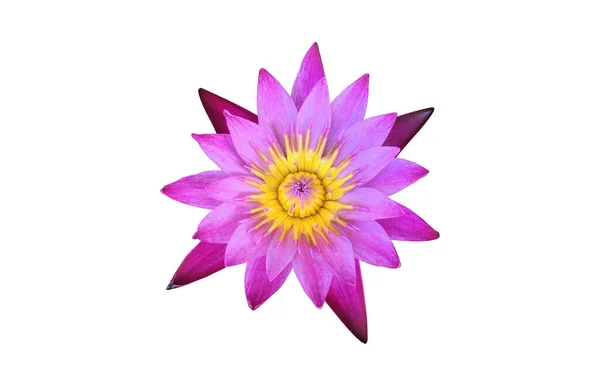 Isolated Pink Waterlily Flower Clipping Paths — Fotografia de Stock