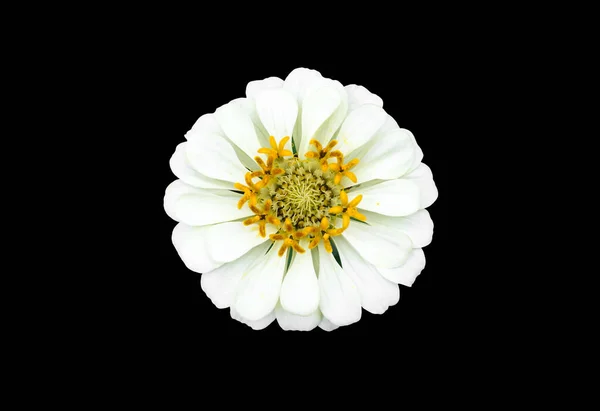 Isolado Flor Zinnia Branca Com Caminhos Recorte — Fotografia de Stock