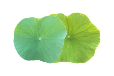 Kesme yolları olan ıssız nilüfer yaprağı veya nilüfer yaprağı.