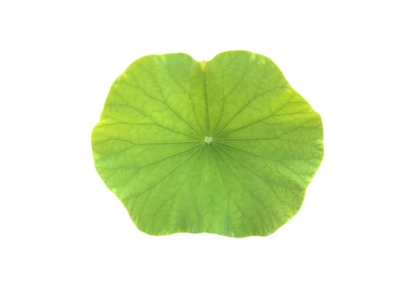 Isolated Waterlily Lotus Leaf Clipping Paths — Foto Stock