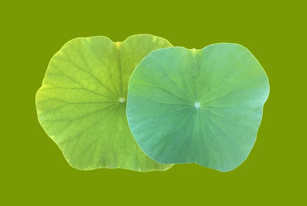 Isolated Waterlily Lotus Leaf Clipping Paths — Stockfoto