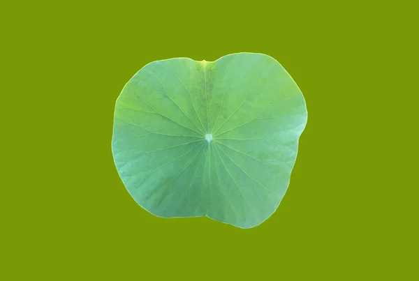 Isolated Waterlily Lotus Leaf Clipping Paths — Foto Stock