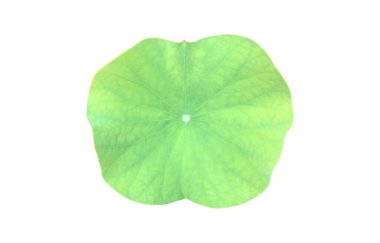 Kesme yolları olan ıssız nilüfer yaprağı veya nilüfer yaprağı.