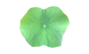 Kesme yolları olan ıssız nilüfer yaprağı veya nilüfer yaprağı.