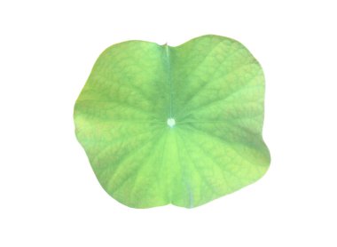 Kesme yolları olan ıssız nilüfer yaprağı veya nilüfer yaprağı.