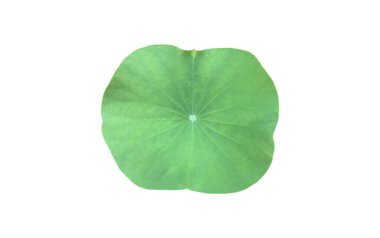 Kesme yolları olan ıssız nilüfer yaprağı veya nilüfer yaprağı.