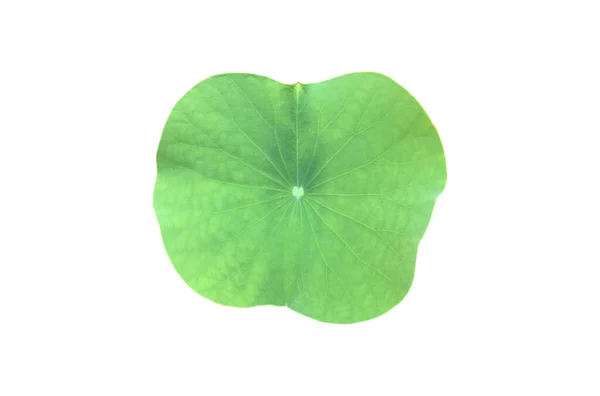 Isolated Waterlily Lotus Leaf Clipping Paths — Stockfoto