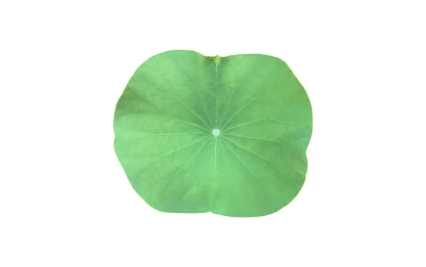 Isolated Waterlily Lotus Leaf Clipping Paths — Fotografia de Stock