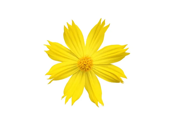 Kesme Yolları Olan Izole Edilmiş Sarı Kozmos Çiçeği — Stok fotoğraf