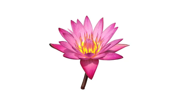 Isolated Pink Waterlily Flower Clipping Paths —  Fotos de Stock