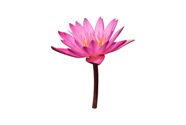 Isolated Pink Waterlily Flower Clipping Paths — Fotografia de Stock