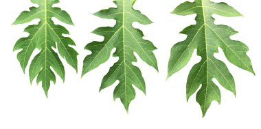 Kesme yolları olan taze bir papaya yaprağı izole ettim.