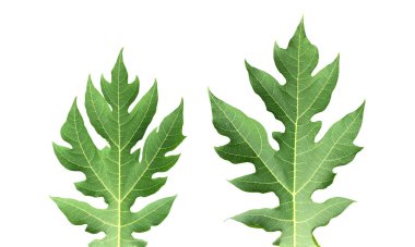 Kesme yolları olan taze bir papaya yaprağı izole ettim.