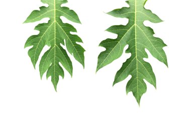 Kesme yolları olan taze bir papaya yaprağı izole ettim.