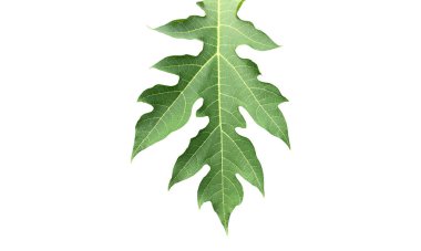 Kesme yolları olan çiğ ve taze papaya yaprağı..