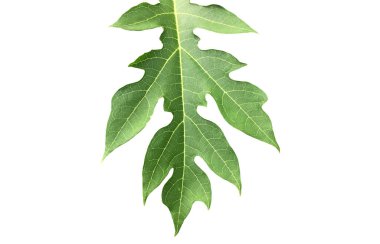 Kesme yolları olan çiğ ve taze papaya yaprağı..